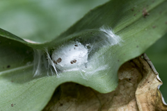 Theronia