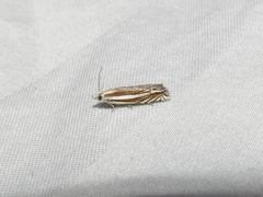 Eucosma striatana