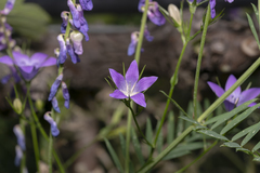 Campanula patula costae