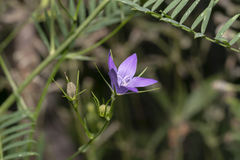 Campanula patula costae