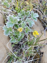 Potentilla × villosula