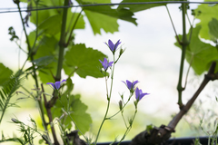 Campanula patula costae