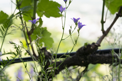 Campanula patula costae