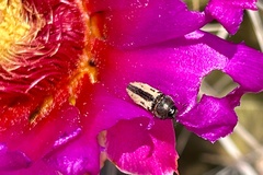 Acmaeodera riograndei