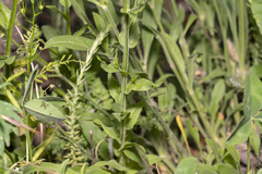 Campanula patula costae
