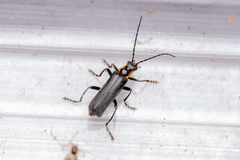 Cantharis obscura