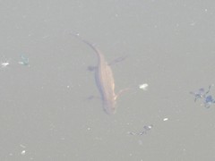 Lissotriton vulgaris