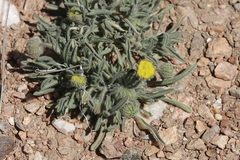 Erigeron aphanactis