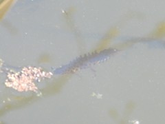 Lissotriton vulgaris