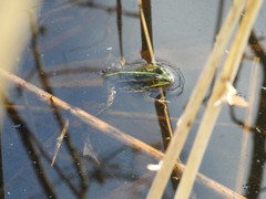 Pelophylax