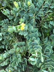 Wikstroemia uva-ursi