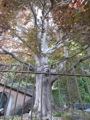 Fagus sylvatica