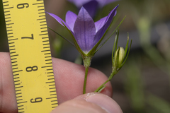 Campanula patula costae