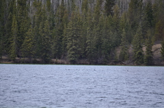 Melanitta perspicillata