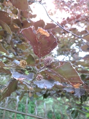 Fagus sylvatica