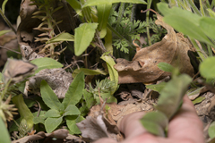 Campanula patula costae
