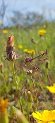Empusa pennata