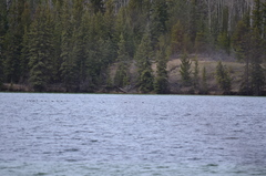 Melanitta perspicillata