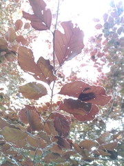 Fagus sylvatica