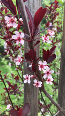 Prunus cistena