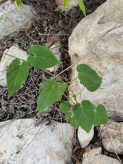 Matelea edwardsensis