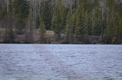 Melanitta perspicillata