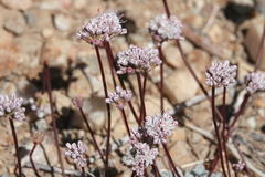 Eriogonum kennedyi