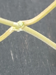 Matelea edwardsensis