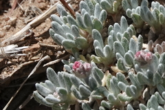 Eriogonum kennedyi