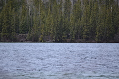 Melanitta perspicillata