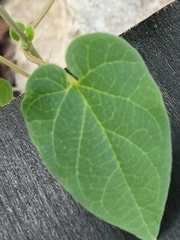 Matelea edwardsensis