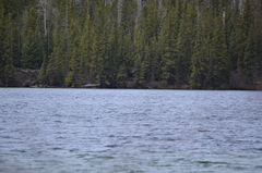 Melanitta perspicillata