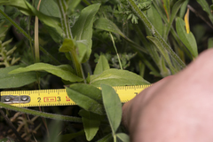 Campanula patula costae