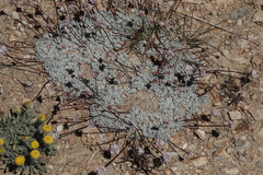 Eriogonum kennedyi