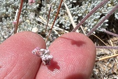 Eriogonum kennedyi