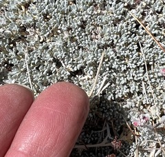 Eriogonum kennedyi