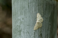 Catoria sublavaria