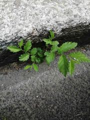 Ulmus pumila