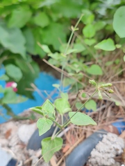 Commicarpus plumbagineus