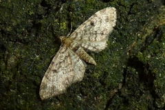 Eupithecia tantillaria