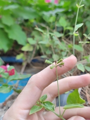 Commicarpus plumbagineus