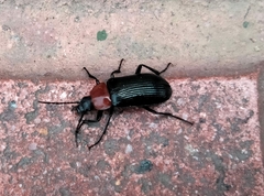 Heliotaurus ruficollis