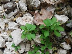 Euphorbia peplus