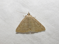 Zanclognatha pedipilalis