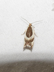 Ancylis semiovana