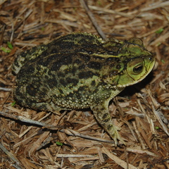 D'orbigny's Toad photo 2