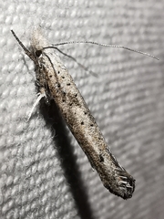 Paradoxus osyridellus