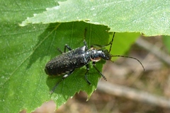 Cantharis obscura