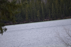 Melanitta perspicillata