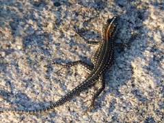 Platysaurus maculatus